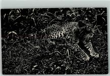Leopard Raubkatze Foto AK