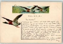 Flugenten Ente Gebrauchsspuren