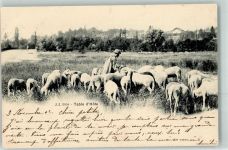Schafe Hirte 1902