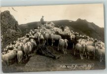 Hirte Spenden Lungenkranke Schaf Foto AK