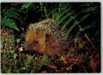 Igel Foto AK