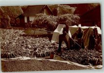 Maisernte Bauern Motiv Ungarn 1929 Foto AK