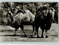 Trampeltiere Tierkalender 1982 Kamel Foto AK