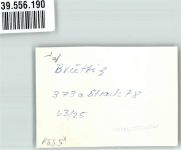 56814 W5591 Bruttig FOTO KEINE AK Gasthaus Ort handschriftlich