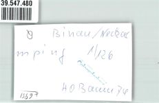 74862 W6951 Binau Privatfoto KEINE AK Ort handschriftlich