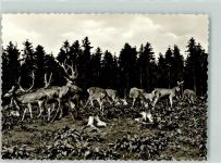 59846 W5768 Amecke , Sorpesee Foto AK Rotwildhegehege Sopsee