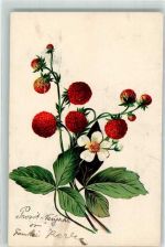 Erdbeerpflanze Frucht, Gemüse 1906