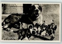 Welpen Hospice du Grand St-Bernhard Bernhardiner Foto AK