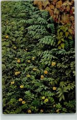 Gänsefingerkraut Kleiner Pflanzenatlas Serie 2 Nr.4 Alpenflora