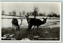 St. Gallen S. Gallo Edelhirsche Wildpark Peter und Paul HGI Nr.35 Jagdtier Foto AK