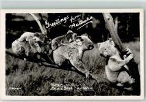 Koala Australisches Tier Foto AK