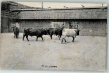 Stiere in Gefangenschaft Stierkampf
