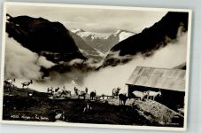 Norwegen Foto Normann Ziege