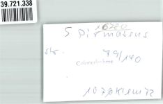 66953 W6780 Pirmasens FOTO KEINE AK Handlung Ort handschriftlich Foto Original aus Archiv eines Ansichtskartenverlags