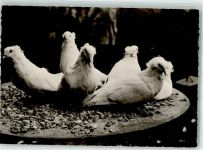 Compiegne Parquet: Pigeons Montauban SST Exposition Huhn 1947 Foto AK