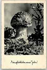 Neujahr Verlag Wi-Ko 0309 Pilz 1956 Gebrauchsspuren