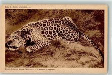 Leopard Fauna Afrika Serie 1 Nr.10 Missioni della Consolata Raubkatze