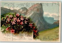 Silene acaulis Polsternelke sign. K. Str. Alpenflora 1902 Lithographie / Künstlerkarte