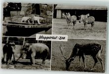 W5600 Wuppertal Eisbären Zebra Elefanten Damwild Zoo Gebrauchsspuren