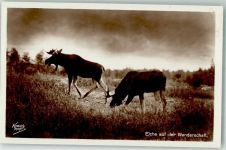 Elche auf Wanderschaft Kraus-Kopf Nr. 1002 Jagdtier