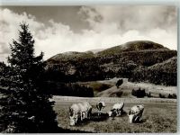 79695 W7861 Wieden , Schwarzw Foto AK Schwarzwaldhochstrasse Wiedener Eck