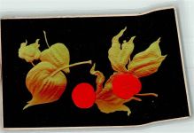 Scan verzogen Physalis Frucht, Gemüse 1912 Prägedruck