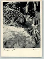Igel Foto AK