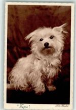 Terrier 5 Sammlung Serie 83 Herrlich, Lotte