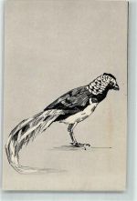 Diamantfasan LW Nr.195 Vogel