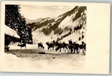 Rehe Winter Amag Nr.67587-4 Jagdtier Foto AK