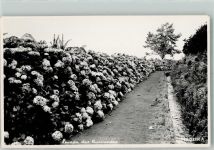 Madeira FOTO KEINE AK Blumen