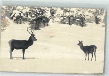 W8100 Garmisch Hirsch Reh Winter Ort handschriftlich Jagdtier 1913 Privatfoto AK