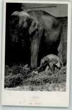 Hellabrunn Junger indischer Elefant mit Mutter Cora Zoo