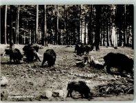 Fütterung Wildschwein Foto AK