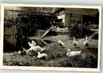 Ente Foto AK