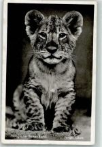 W1000 Berlin Mitte Junge Raubkatze Zoo Löwe 1939 Foto AK