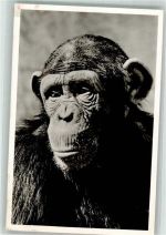 W8000 München Schimpanse Zoo Affe Foto AK