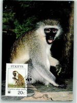 Grüne Meerkatze Sondermarke Affe Foto AK