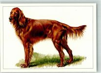 Irish Setter sign. Berth. Faust Großer Hund Künstlerkarte