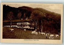 83703 W8184 Gmund a. Tegernsee - Kühe Unterbuchberg Cafe