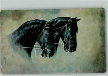 Pferd