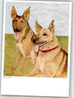 sign. Claire Zapf Schäferhund 1957 Künstlerkarte
