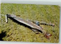 Fisch Hybrid Muskie Angeln Foto AK
