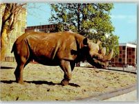 O3000 Magdeburg Spitzmaulnashorn Kibo Zoo Foto AK