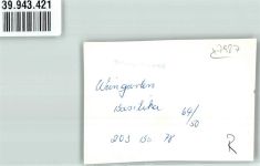 88250 W7987 Weingarten , Württ FOTO KEINE AK Denkmal Basilika Auto Ort handschriftlich Foto Original aus Archiv eines Ansichtskartenverlags