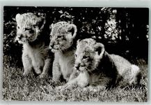 W2000 Stellingen Raubkatzen Babys Zoo Hagenbeck Löwe Foto AK