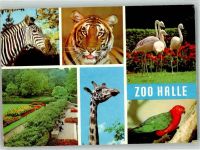 O4002 Halle Saale Flamingos Tiger Zebra Giraffe Königssittich Zoo Foto AK