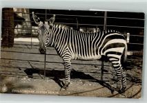 W1000 Tiergarten Zebra Zoo 1921