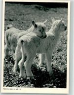 Zwei kleine Zicklein Photo-Porst Ziege Foto AK
