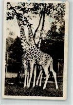 W8000 München Giraffen Zoo Foto AK